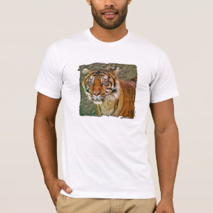 Super T-shirt Tiger !