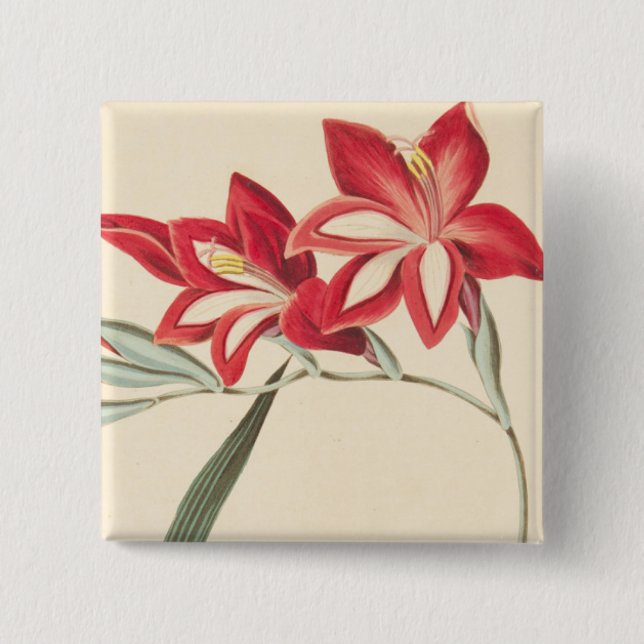 Superb Corn-Flag 2 Inch Square Button (Front)