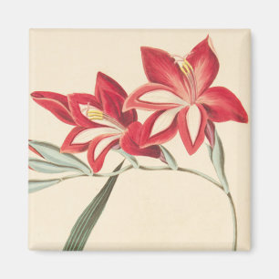 Superb Corn-Flag Magnet