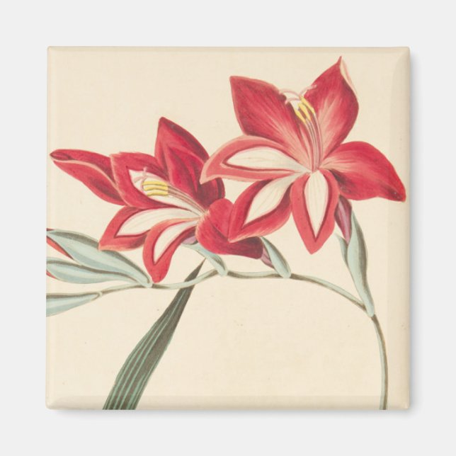 Superb Corn-Flag Magnet (Front)