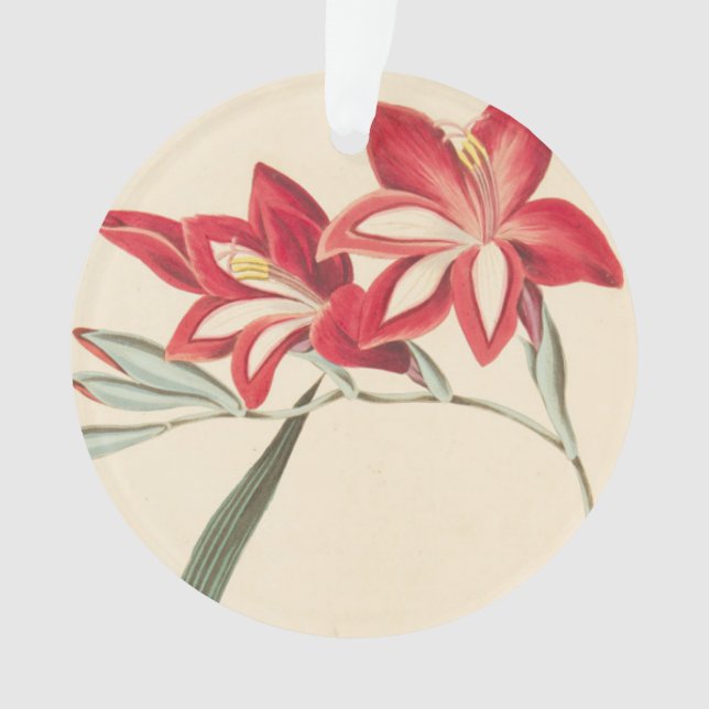 Superb Corn-Flag Ornament (Front)