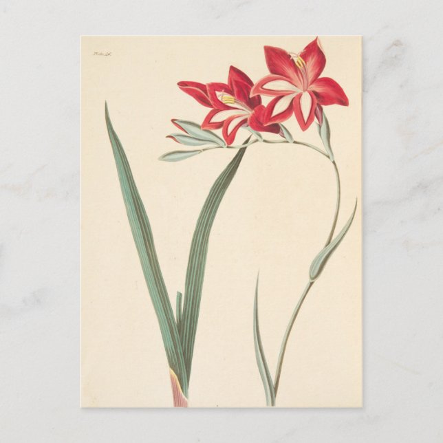 Superb Corn-Flag Postcard (Front)