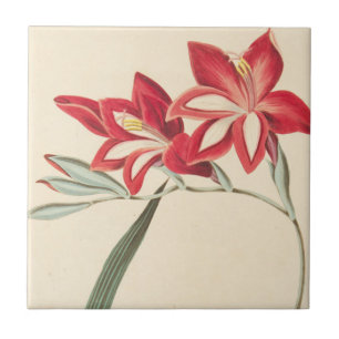 Superb Corn-Flag Tile