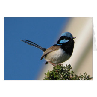 Superb Fairy Wren