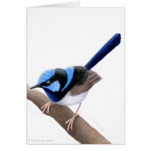 Superb Fairy Wren Card