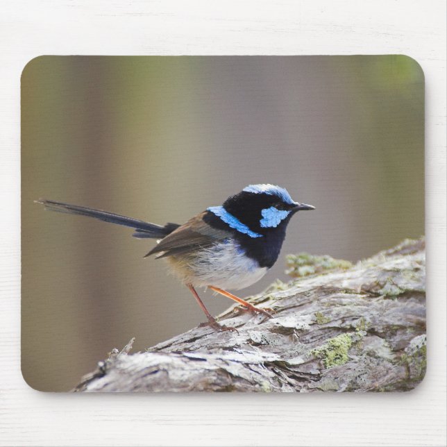 Superb Fairy-wren Mouse Pad (Front)