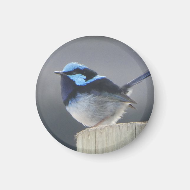 Superb Fairywren Magnet for bird lovers (Front)