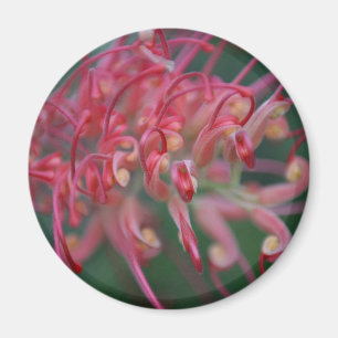 Superb Grevilla Macro Magnet