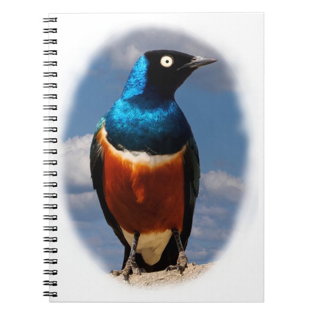 Superb starling seen from front  notebook (Front)