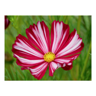 Superbe affiche de fleurs de cosmos rouge et blanc