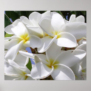 Superbe affiche de la Plumeria