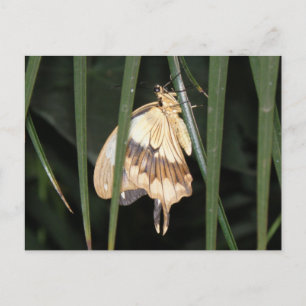 Superbe carte postale Moth