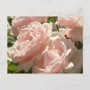Superbe carte postale Rose