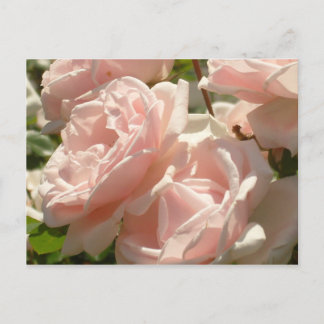 Superbe carte postale Rose