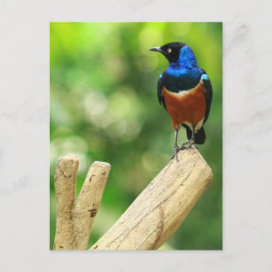 Superbe carte postale Starling