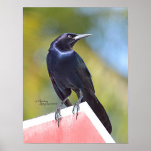 Superbe corbeau corbeau Poster ou imprimer