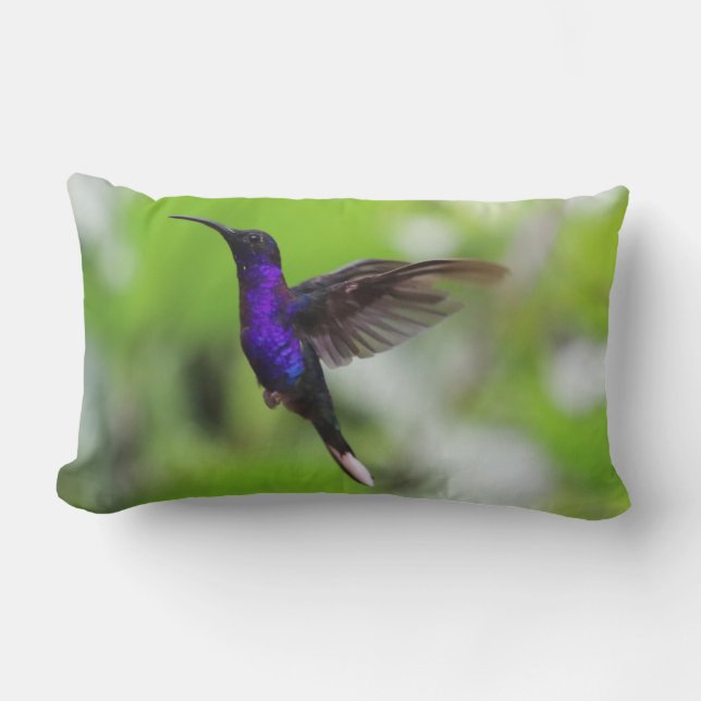 Superbe coussin de colibri pourpre (Recto)