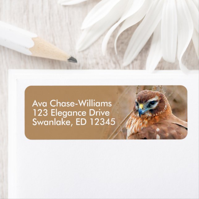 Superbe faucon du harceleur du Nord dans les marai (En situation)