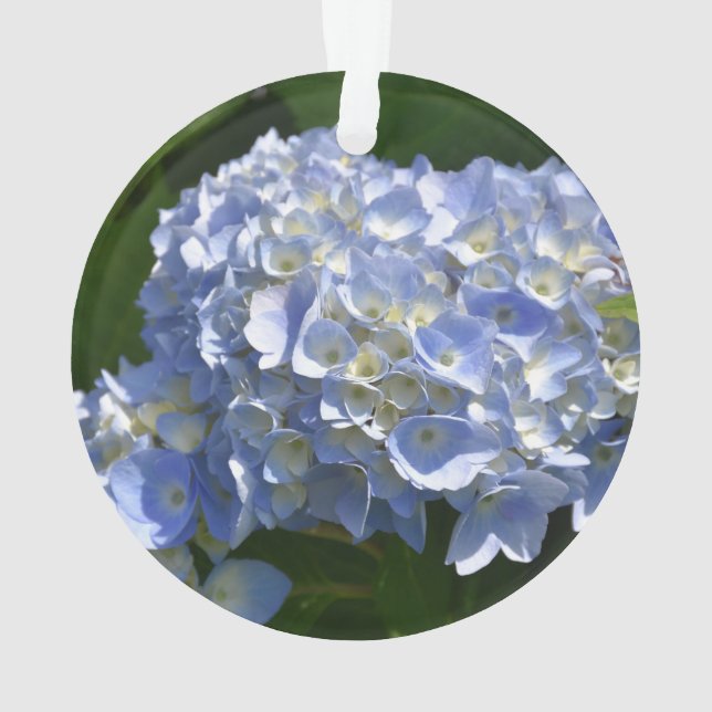 Superbe Hydrangea Bush à fleurs bleues claires (dos)
