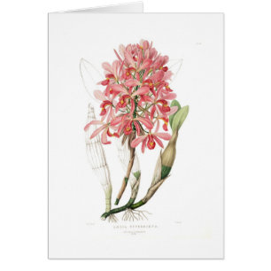 Superbiens de Laelia