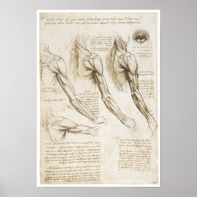 Superficial Muscles of the Upper Extremity Poster (Front)