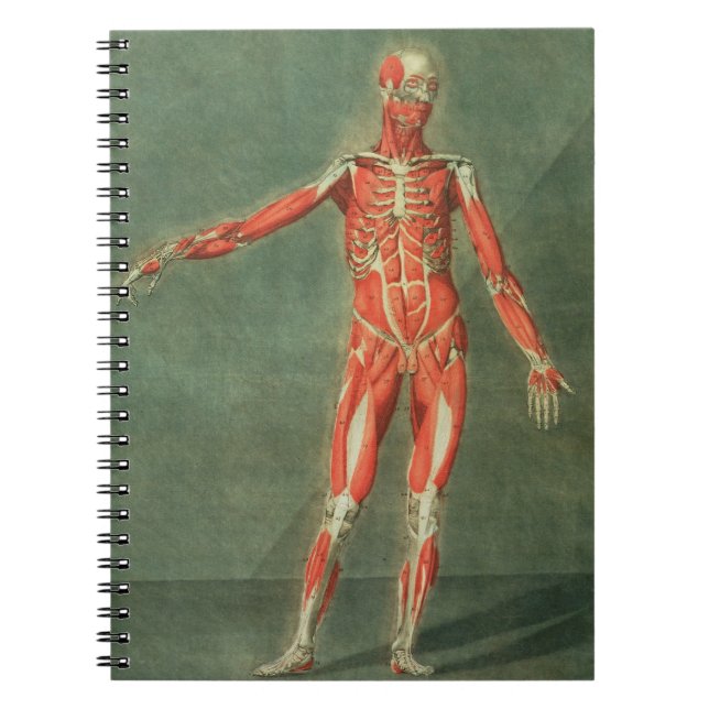 Superficial Muscular System of the Front of the Bo Notebook (Front)