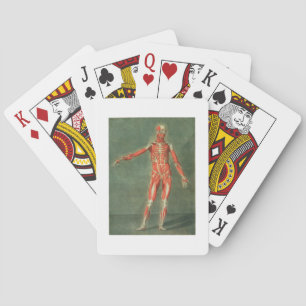 Superficial Muscular System of the Front of the Bo Playing Cards