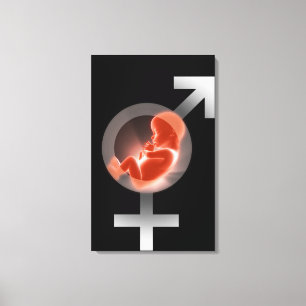 Superimposed fetus over male and female symbols canvas print