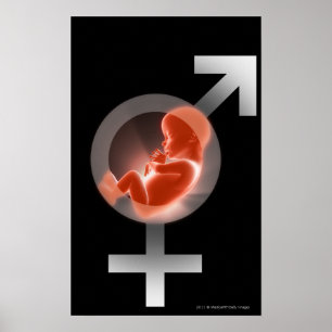 Superimposed fetus over male and female symbols poster