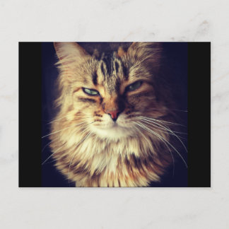 Superior cat postcard for Postcrossing