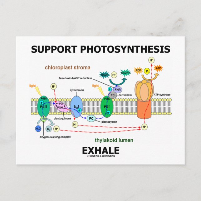 Support Photosynthesis Exhale (Biochemistry Humour Postcard (Front)