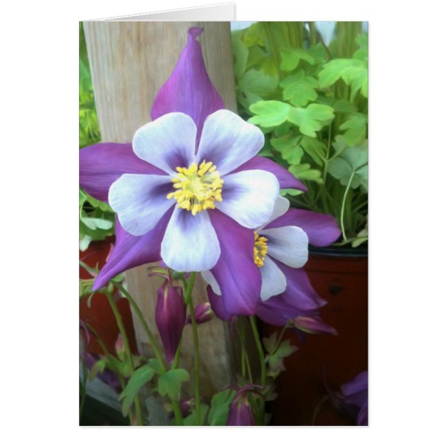 Sur la carte vierge de courrier (Devant)