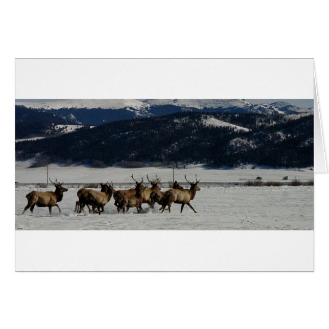 Sur la course (Devant horizontal)