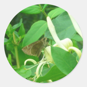 Sur les autocollants Chèvrefeuille