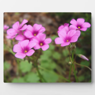 Sur ma Plaque Photo Porte