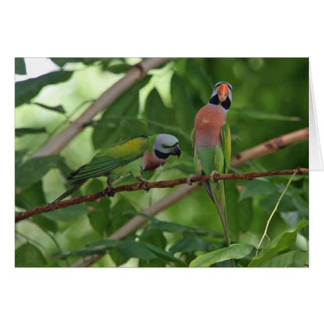 Sur un membre (Devant horizontal)