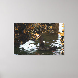 Surf Scoter Feasting on Mussels and Barnacles Canvas Print