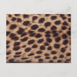 Surface of spotted feline postcard