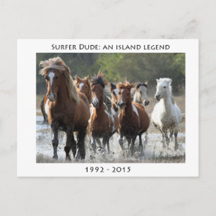 Surfer And His Band Postcard