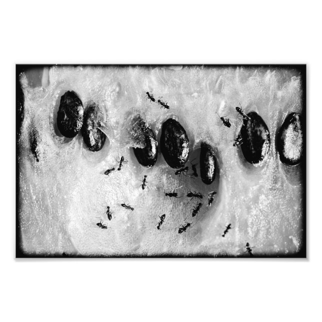 surfing ants photo print (Front)