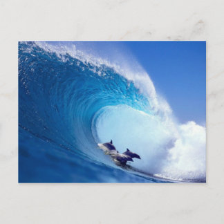 Surfing Dolphins Postcard