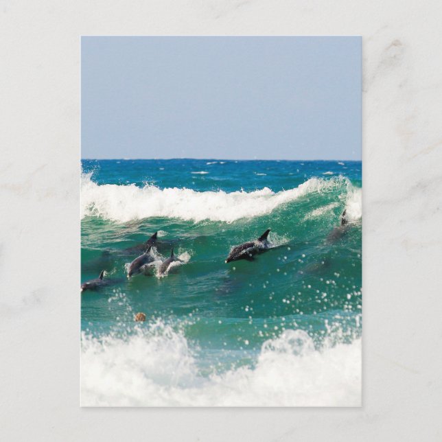 Surfing dolphins postcard (Front)