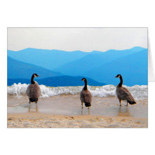 Surf's Up! - Geese