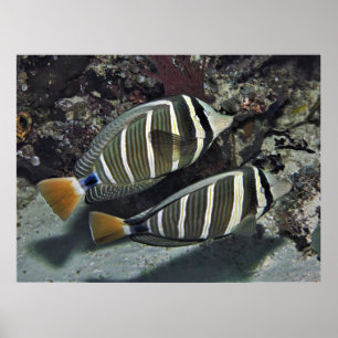 Surgeonfish Pair Poster