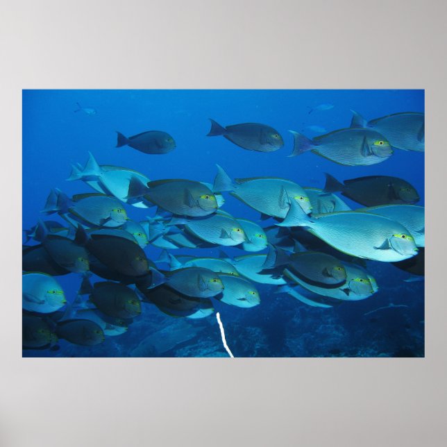 Surgeonfish School Poster (Front)