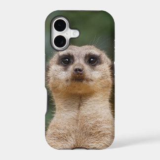 Suricate 001