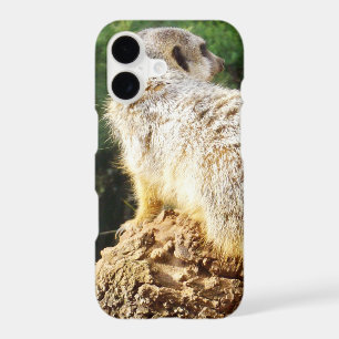 Suricate avec vues élevées,