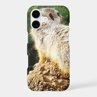 Suricate avec vues élevées,