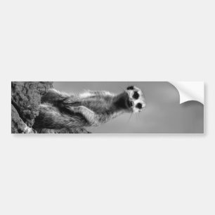 Suricate Bumper Sticker