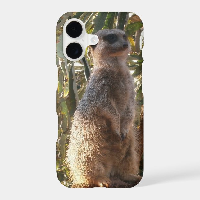 Suricate et papillons bleus, (Verso)